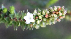 Epacris pauciflora