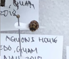 Coelophora inaequalis