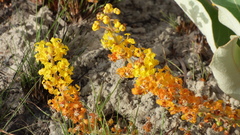 Byrsonima verbascifolia