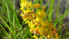 Byrsonima verbascifolia