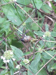 Orsilochides variabilis