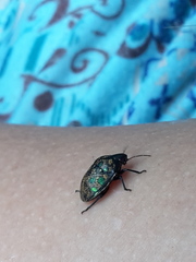 Orsilochides variabilis