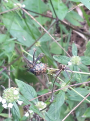 Orsilochides variabilis