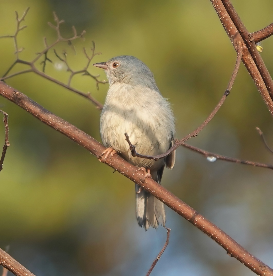 Bicoloured Conebill illustration