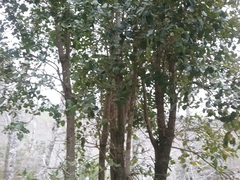 Citronella mucronata