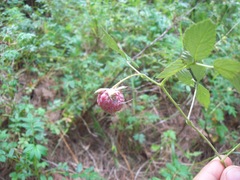 Rubus pringlei