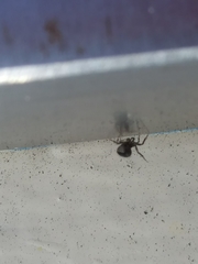 Cyrtophora citricola