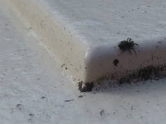 Cyrtophora citricola