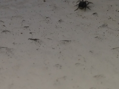 Cyrtophora citricola