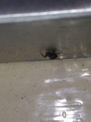 Cyrtophora citricola