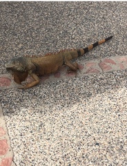 Iguana