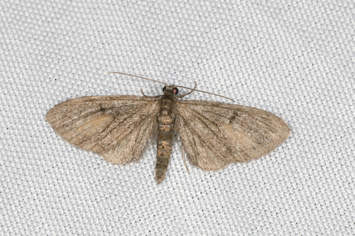 Larch Pug
