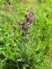 Anchusa undulata