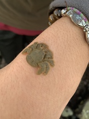 Hapalogaster cavicauda