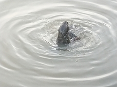 Lutrogale perspicillata