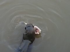 Lutrogale perspicillata