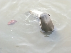 Lutrogale perspicillata