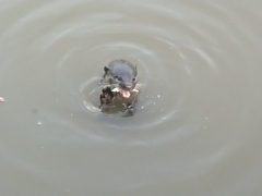 Lutrogale perspicillata