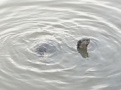 Lutrogale perspicillata