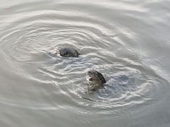 Lutrogale perspicillata