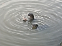 Lutrogale perspicillata