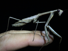 Stagmomantis floridensis