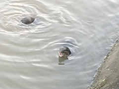 Lutrogale perspicillata