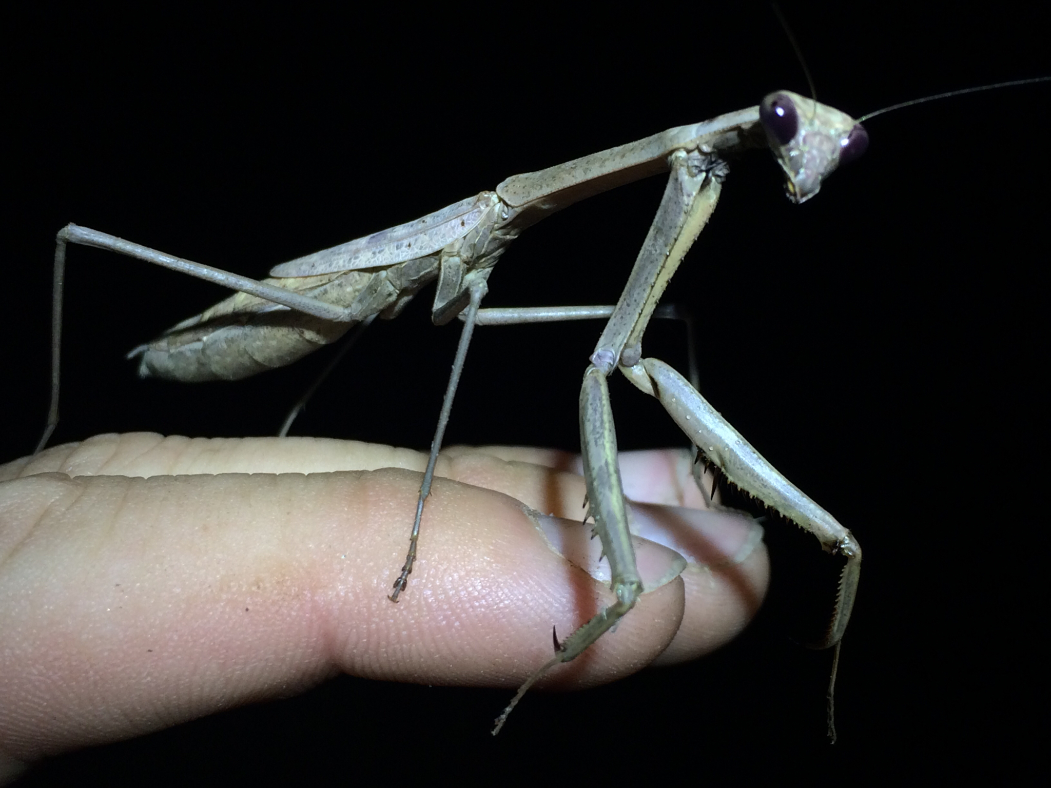 Larger Florida Mantis (Stagmomantis floridensis) · iNaturalist