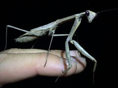 Stagmomantis floridensis