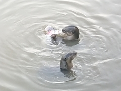 Lutrogale perspicillata