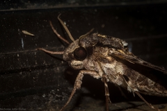 Psilogramma menephron