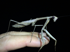 Stagmomantis floridensis