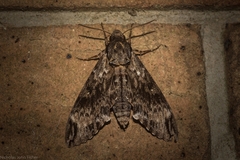 Psilogramma menephron