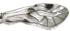 Euryphallus stigmaticus