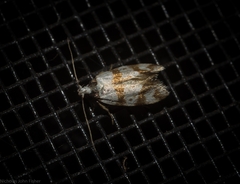 Isomoralla gephyrota