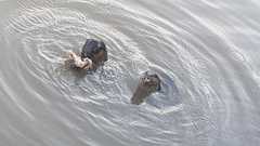 Lutrogale perspicillata