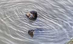 Lutrogale perspicillata