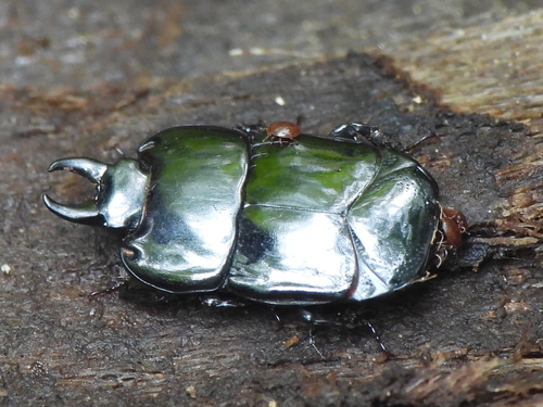 Hololepta aequalis photo 5