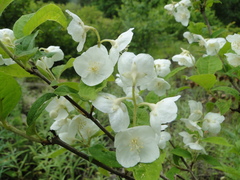 Philadelphus schrenkii