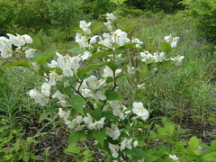 Philadelphus schrenkii
