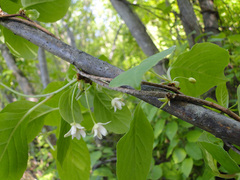 Schisandra chinensis