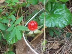 Rubus pumilus