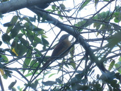 Thamnophilus doliatus image