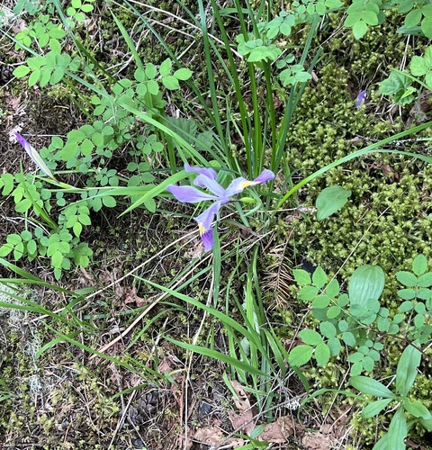 Iris tenax