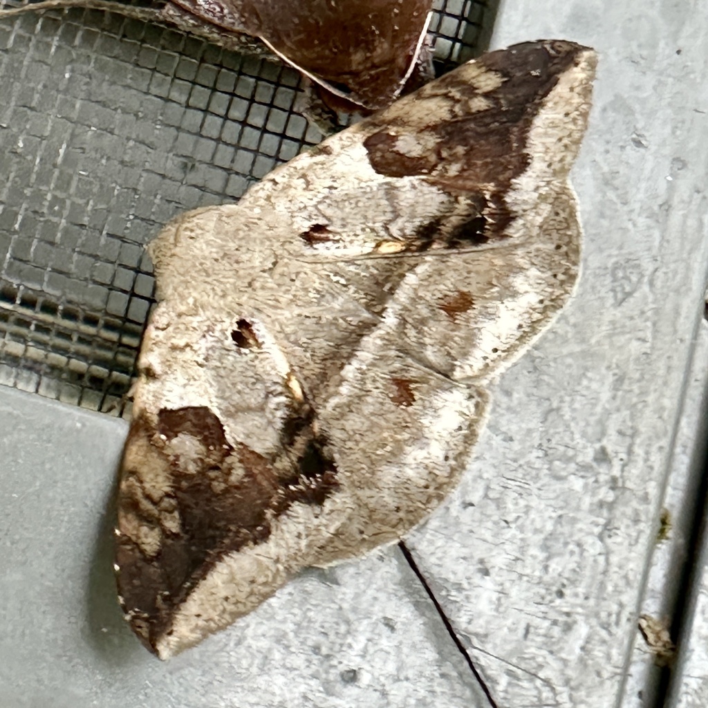 Ericeia setosipedes