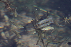 Cyprinodon nevadensis shoshone