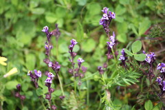 Linaria amethystea