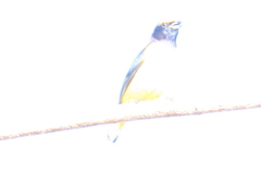 Euphonia affinis image