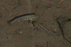 Cyprinodon nevadensis shoshone