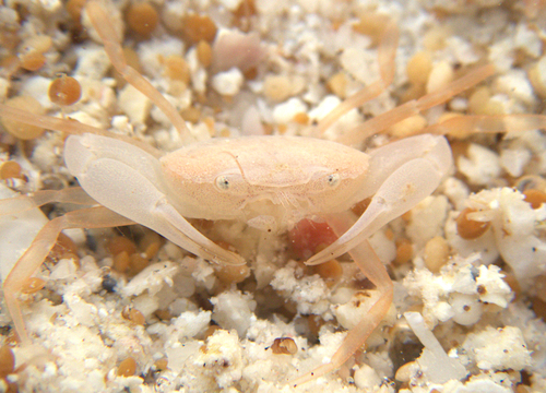 Catoptrus inaequalis observed 2022-12-23